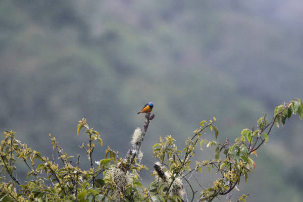 istock Wild birds from the world 971256388