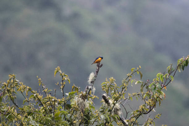 istock Wild birds from the world 971256392