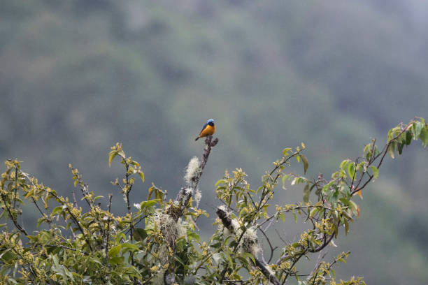 istock Wild birds from the world 971256394