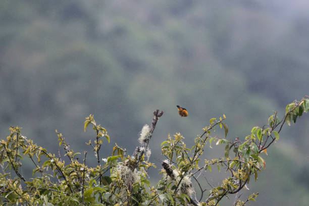 istock Wild birds from the world 971256398