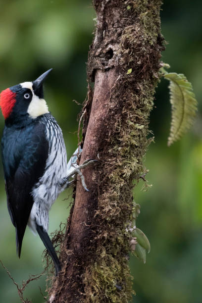istock Wild birds from all over the world 971256546