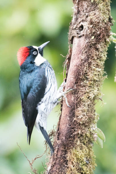 istock Wild birds from all over the world 971256550
