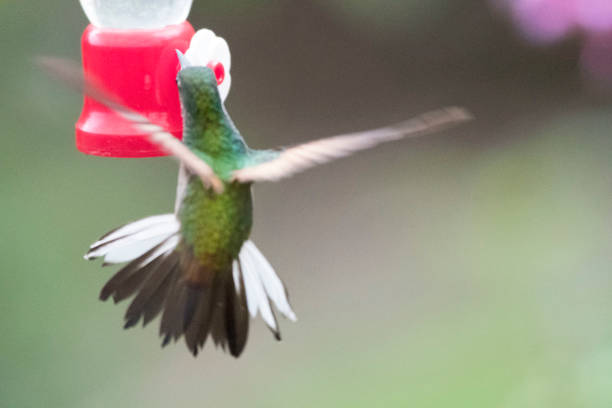 istock Wild birds all over the world 971259500