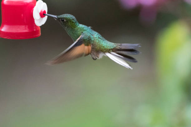 istock Wild birds all over the world 971259526