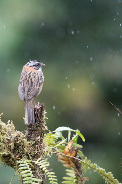 istock Wild birds all over the world 971259640