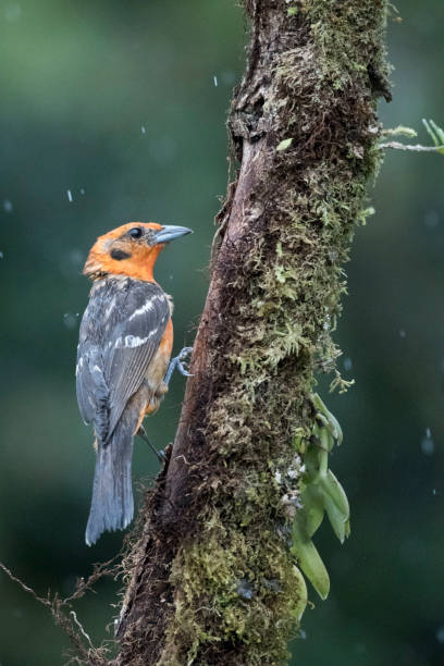 istock Wild birds all over the world 971259648