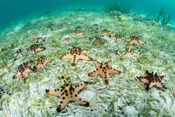 Chocolate chip starfish cover the seafloor of a seagrass meadow in Wakatobi National Park, south of Sulawesi in Indonesia. This beautiful region harbors amazing reefs and a wide array of marine life.