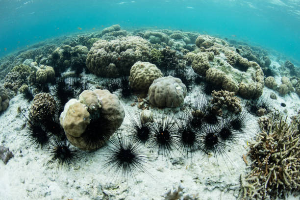 istock Spiny Urchins on Reef Seafloor 971268182