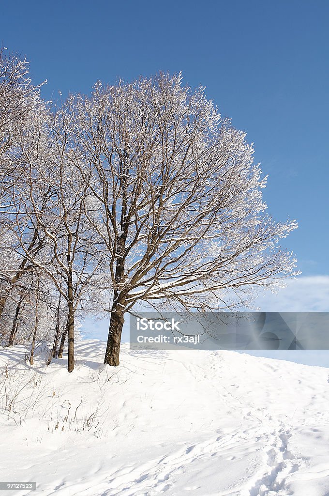 Winter forest - Lizenzfrei Ast - Pflanzenbestandteil Stock-Foto