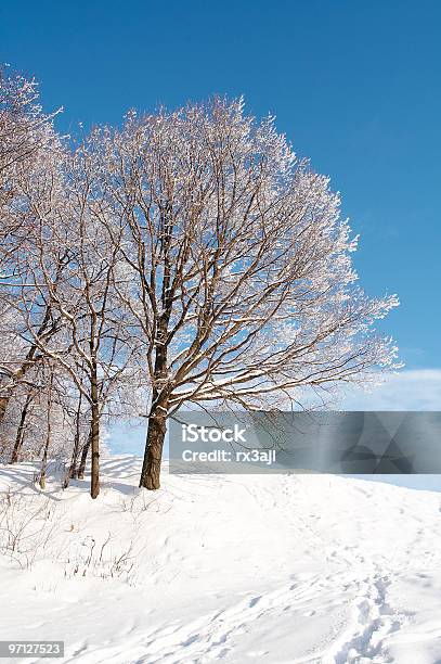 Winter Forest Stockfoto und mehr Bilder von Ast - Pflanzenbestandteil - Ast - Pflanzenbestandteil, Blau, Farbbild