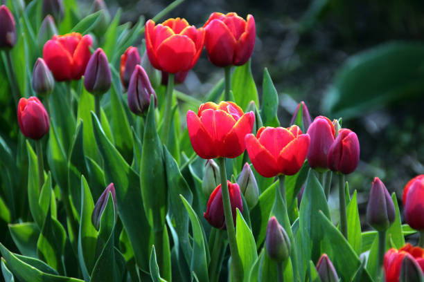 istock Beautiful Red Tulips 971278408