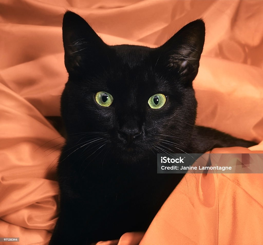 Gato preto em laranja de cetim - Foto de stock de Americano de Pelo Curto royalty-free