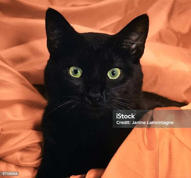 Foto de Gato Preto Em Laranja De Cetim e mais fotos de stock de Americano de Pelo Curto - Americano de Pelo Curto, Animal, Animal de estimação