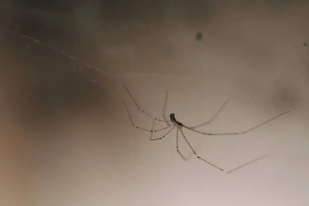 Photo of Spider in a Web