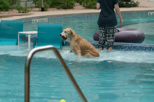 istock Pooch Plunge Party 971289448