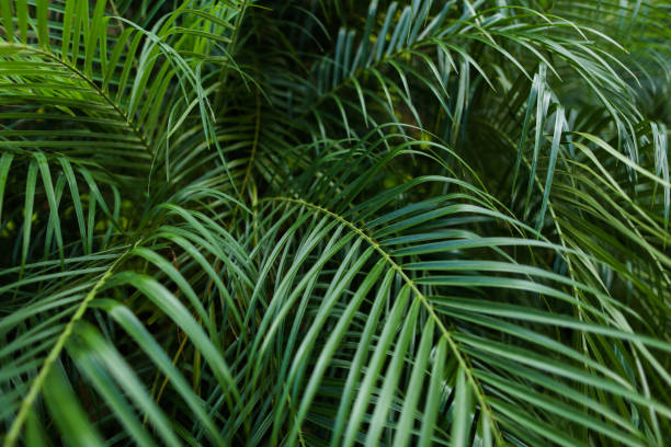 istock Tropical foliage background photo 971293230