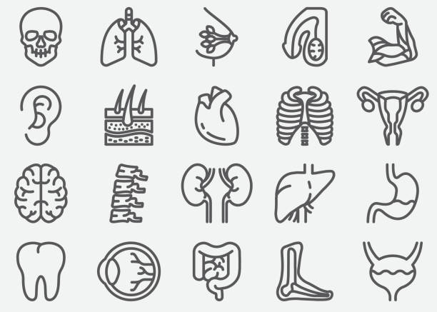 menschliche organe linie symbole - human lung anatomy human heart healthcare and medicine stock-grafiken, -clipart, -cartoons und -symbole