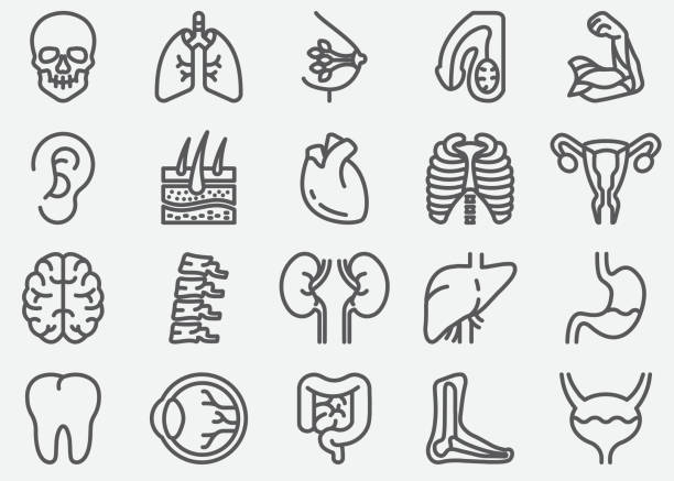 인간의 장기 선 아이콘 - human bone the human body healthcare and medicine human skeleton stock illustrations