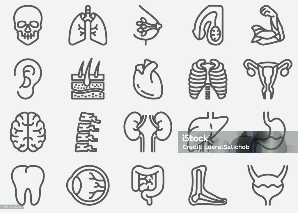 Human Organs Line Icons Icon Symbol stock vector