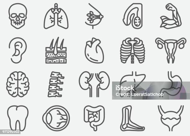 Human Organs Line Icons Stock Illustration - Download Image Now - Icon Symbol, Heart Shape, Human Rib Cage