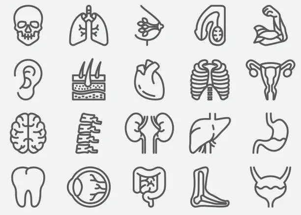 Vector illustration of Human Organs Line Icons