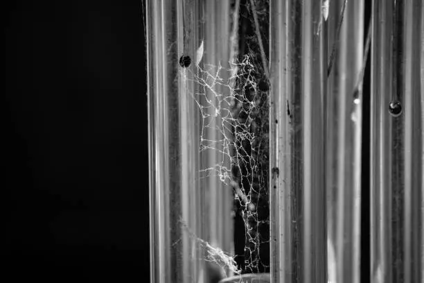 Photo of black and white spider web