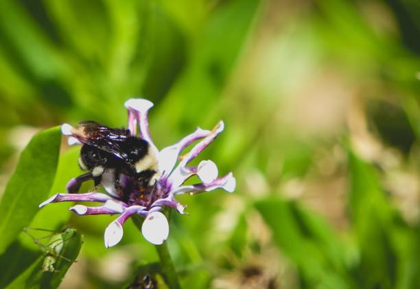 istock bumblebee on shrubby daisybush 971298910