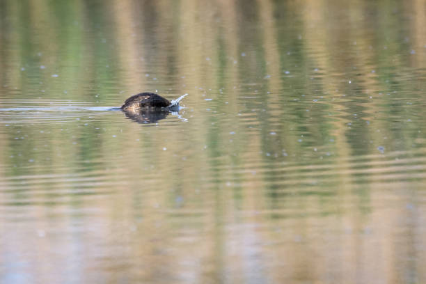 istock Little grebe swimming on a lake 971301222