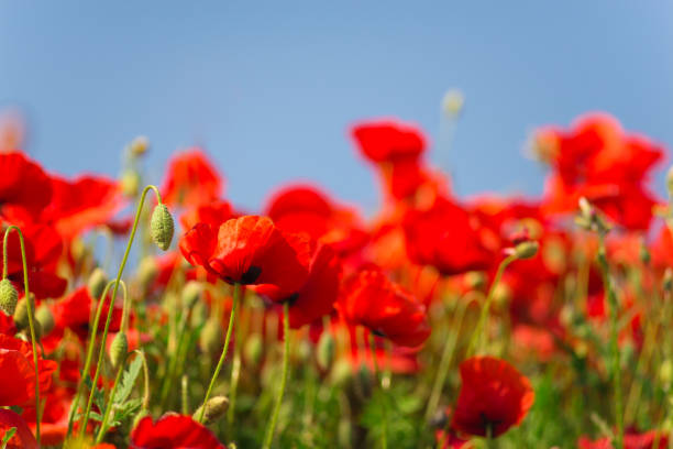 remembrance day, anzac day, serenity. opium poppy, botanical plant, ecology. poppy flower field, harvesting. summer and spring, landscape, poppy seed. drug and love intoxication, opium, medicinal - intoxication imagens e fotografias de stock