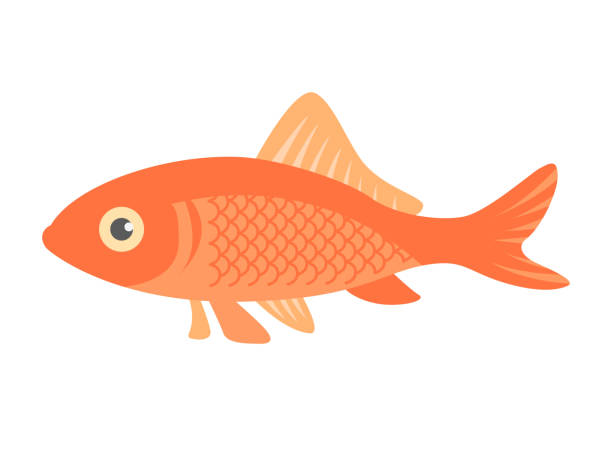 illustrazioni stock, clip art, cartoni animati e icone di tendenza di illustrazione di pesce rosso. - goldfish