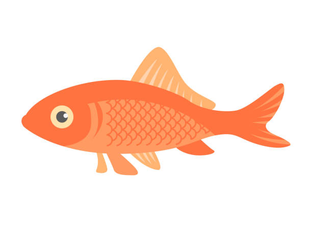 ilustracja złotej rybki. - goldfish stock illustrations