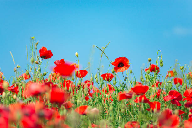 remembrance day, anzac day, serenity. opium poppy, botanical plant, ecology. poppy flower field, harvesting. summer and spring, landscape, poppy seed. drug and love intoxication, opium, medicinal - intoxication imagens e fotografias de stock
