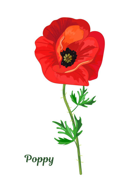 Red poppy with leaves Red poppy with leaves.Botanical isolated image of a beautiful flower.Floral vector illustration.Greeting card for birthday,anniversary, wedding and other holidays. oriental poppy stock illustrations