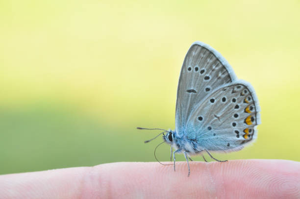 istock Common blue butterfly on finger 971332432