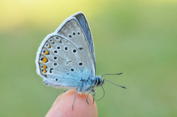 istock Common blue butterfly on finger 971332452