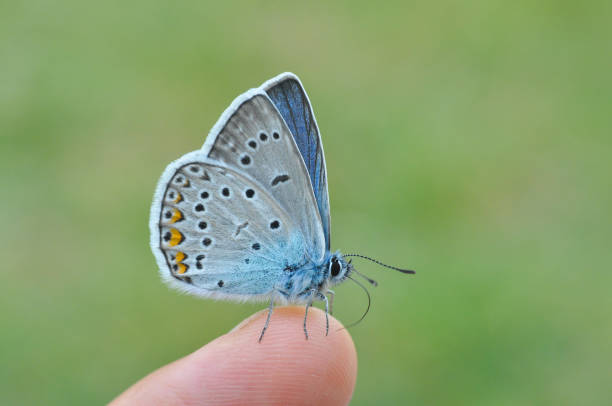 istock Common blue butterfly on finger 971332516