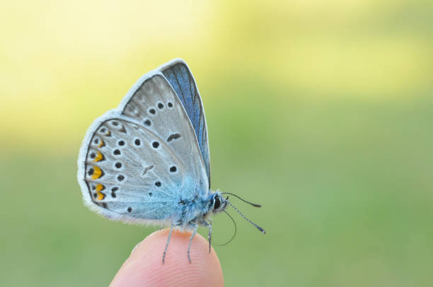 istock Common blue butterfly on finger 971334650