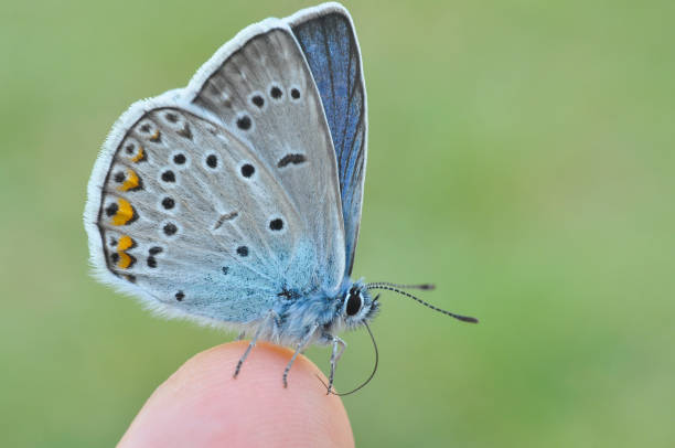 istock Common blue butterfly on finger 971334694