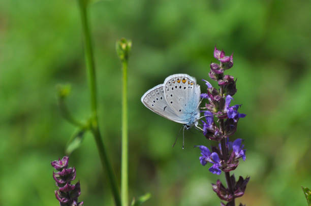 istock Polyommatus amandus, the Amanda's blue butterfly 971335156