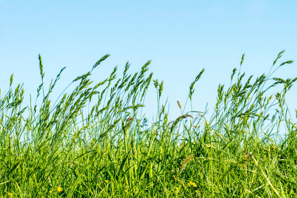 istock Grasses on a dyke on the Elbe 971338094