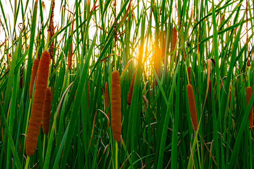 Kolom Typha Angustifolia Rumput Hijau Dan Bunga Coklat Ekor Kucing Dan