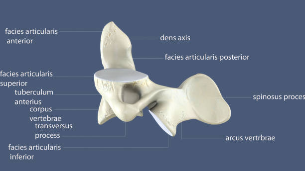 istock 3d illustration of human body spinal bone (lateral view) part 971344642
