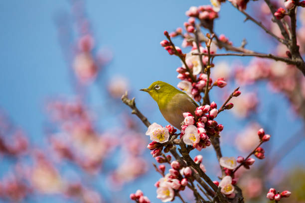 istock Plum flowers and Japanese white-eye 971347142