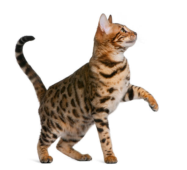 istock Profile of Bengal kitten standing and looking up 97135009