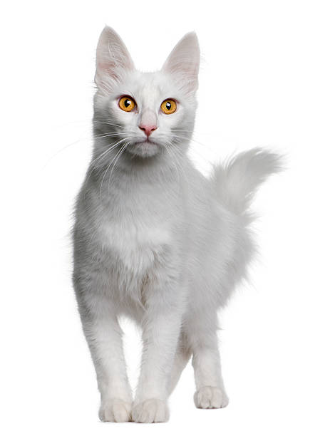 istock Front view of Turkish Angora standing and looking away 97135011