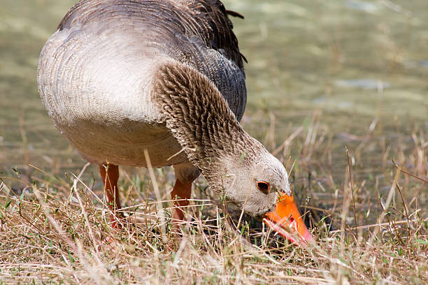 Goose Portret – zdjęcie