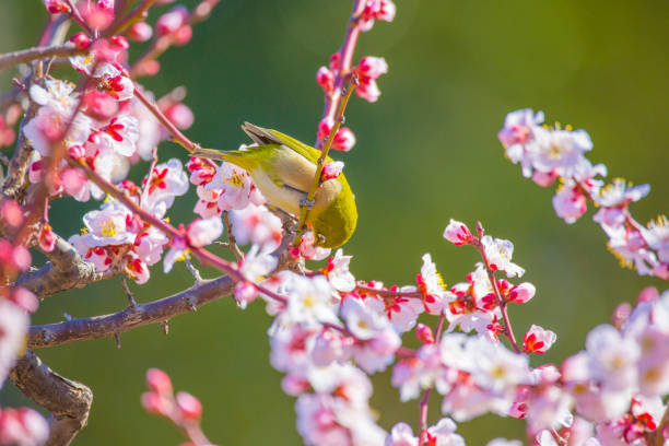 istock Plum flowers and Japanese white-eye 971351222