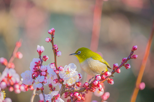 Plum flowers and Japanese white-eye in Japan