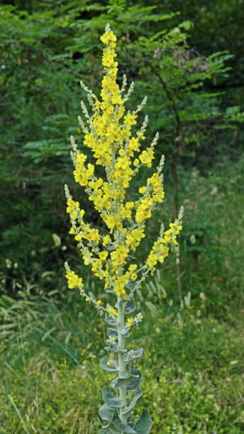 istock flowering of the great mullein 971354702