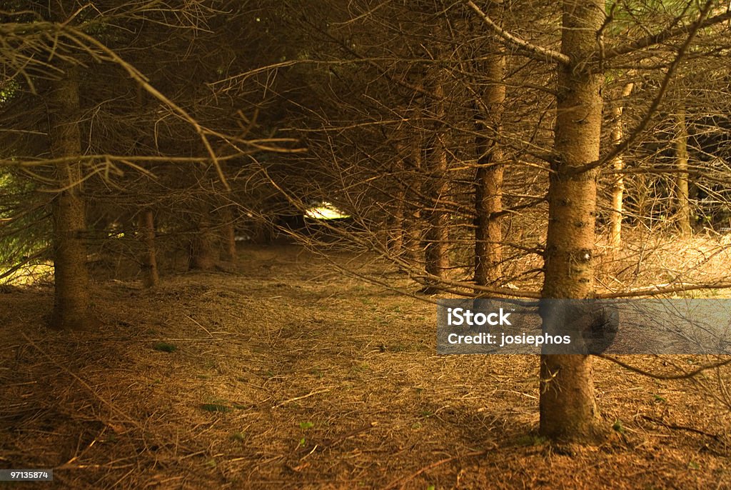 Incredibile foresta - Foto stock royalty-free di Abete